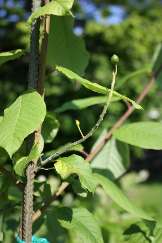 Prunus padus