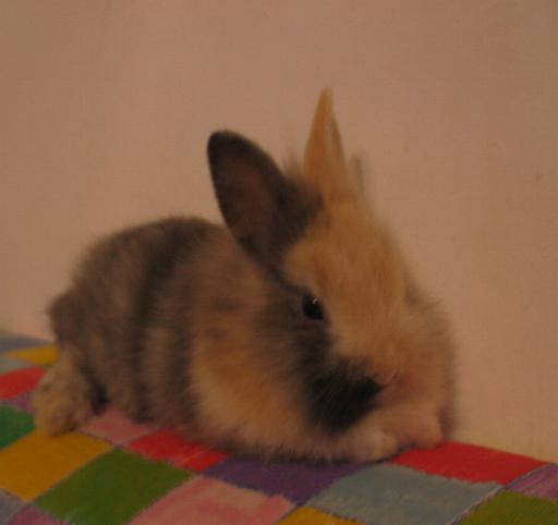 cuniculis domesticus
