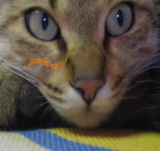 gatto domestico