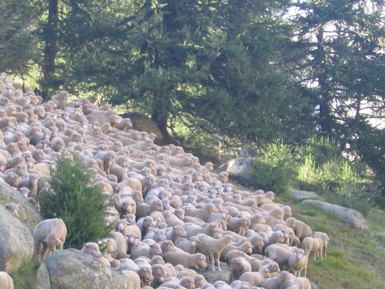 Animali al pascolo