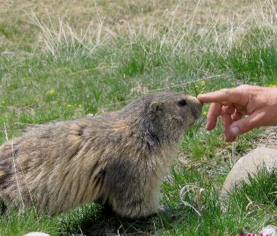 Marmotte, marmotte e ancora marmotte !!!