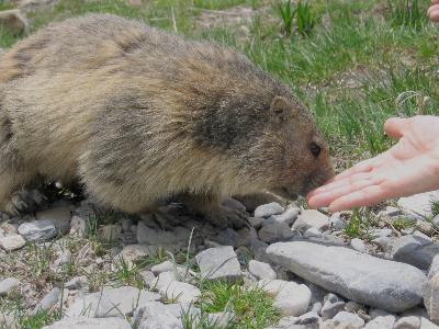 Marmotte, marmotte e ancora marmotte !!!