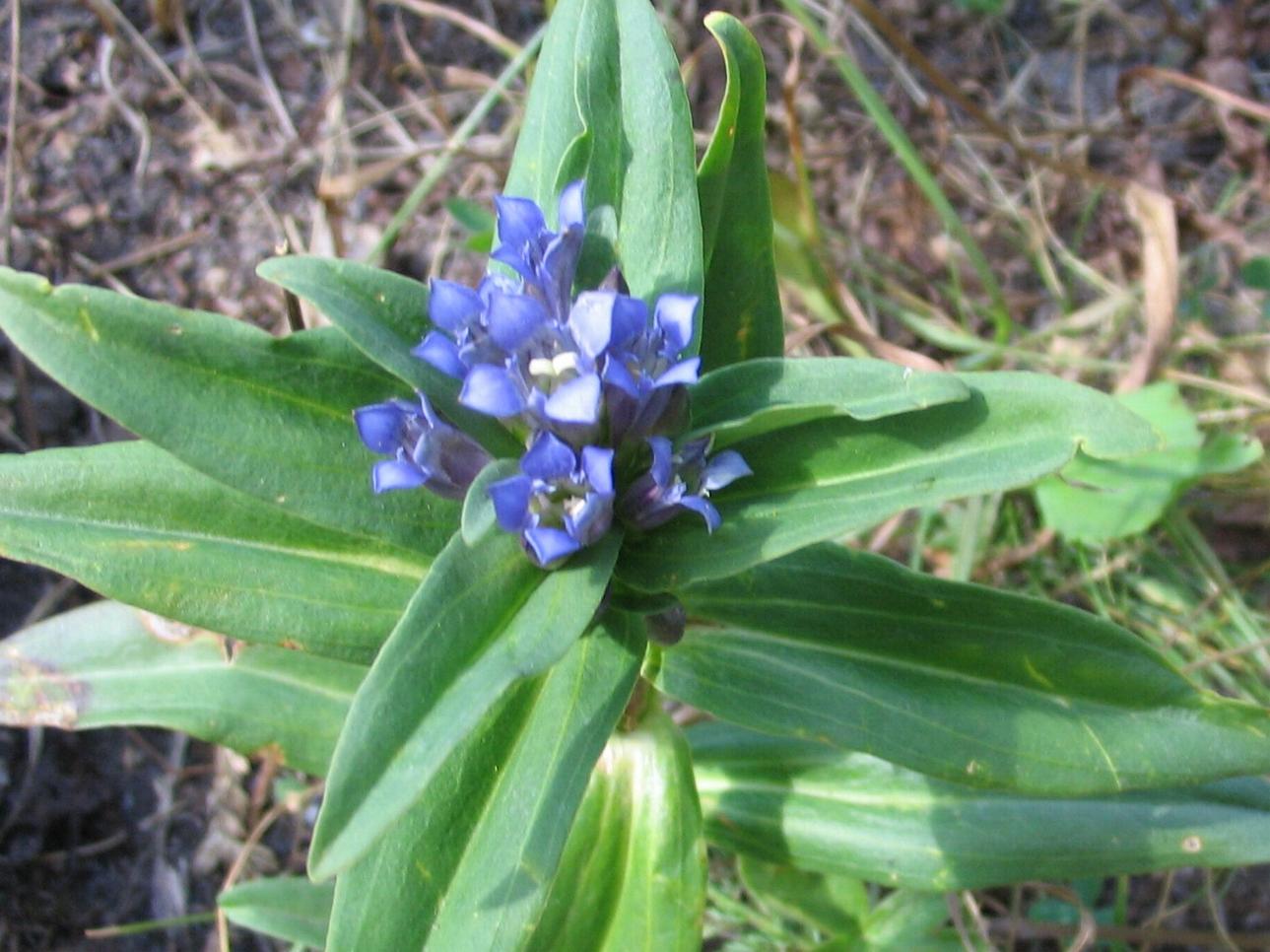 Gentiana cruciata