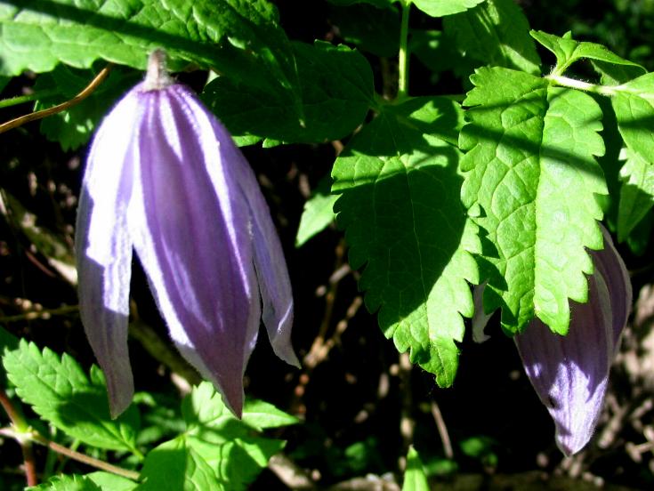 Clematis alpina