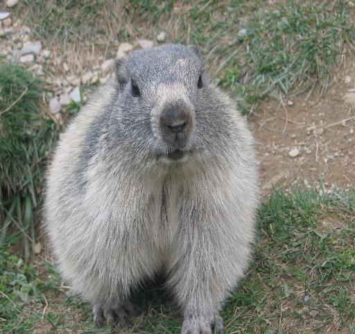 le marmotte della pro loco