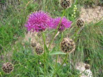 Centaurea nigra?