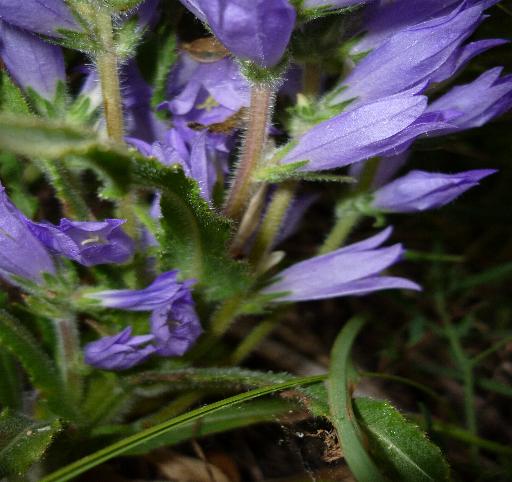 Campanula spicata e Campanula persicifolia