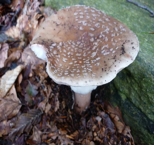 amanita rubescens o spissa?