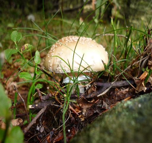 che amanita ?