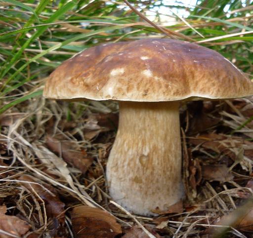 due boleti diversi...