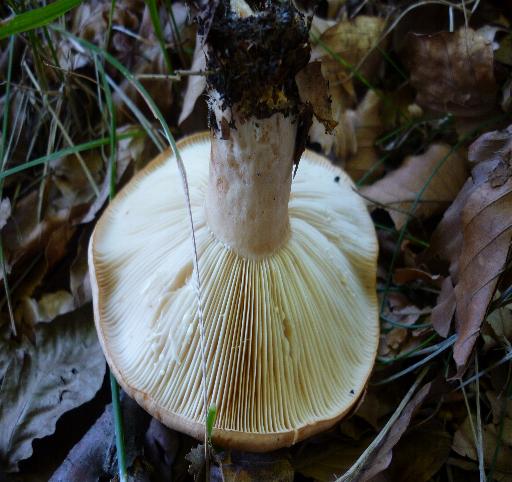 lactarius?