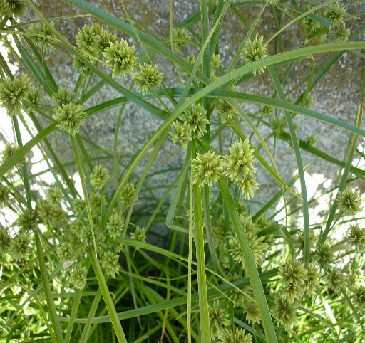 sembra un papiro -  Cyperus cfr. eragrostis.