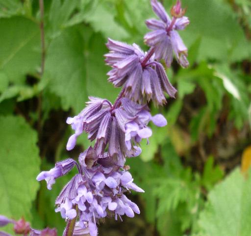 Salvia verticillata / Salvia spuria