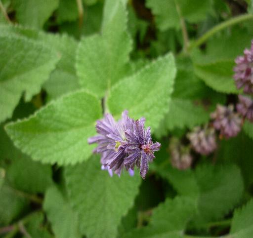Salvia verticillata / Salvia spuria