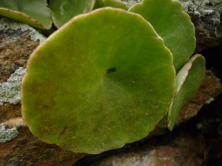 piantina grassa - Umbilicus sp.