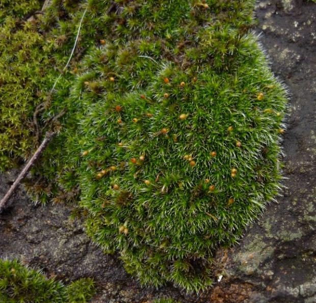 ho notato che sono dei muschi...