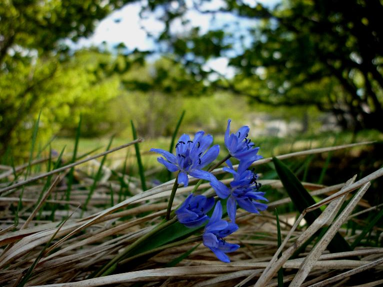 Scilla bifolia  (Asparagales - Asparagaceae)