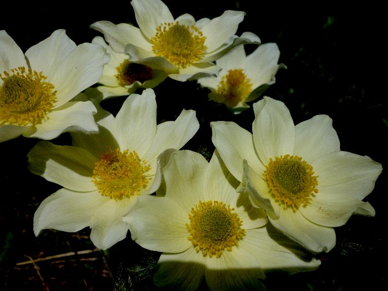 anemone pulsatilla