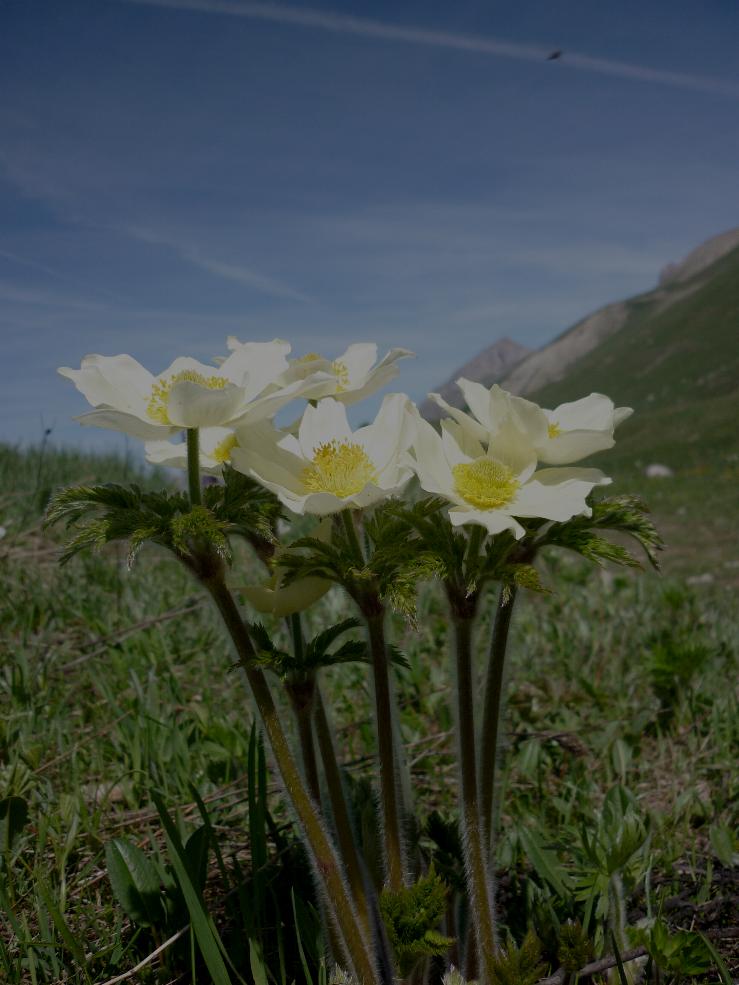 anemone pulsatilla