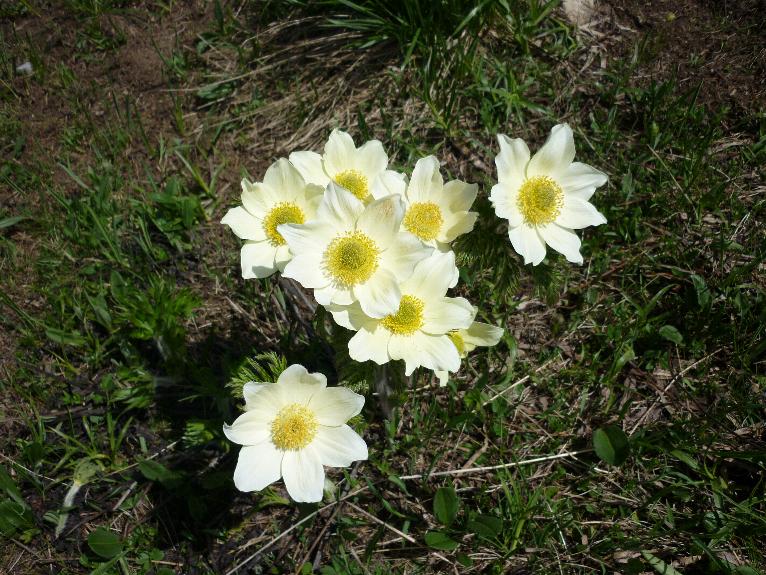 anemone pulsatilla