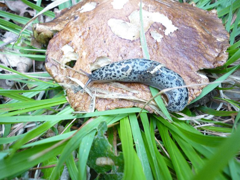 Limax + porcino della provincia di Savona