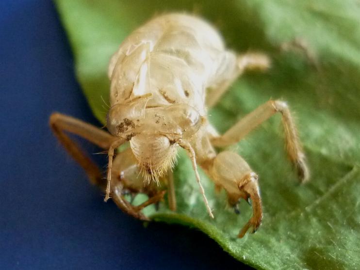 Exuvia di cicala nell''orto