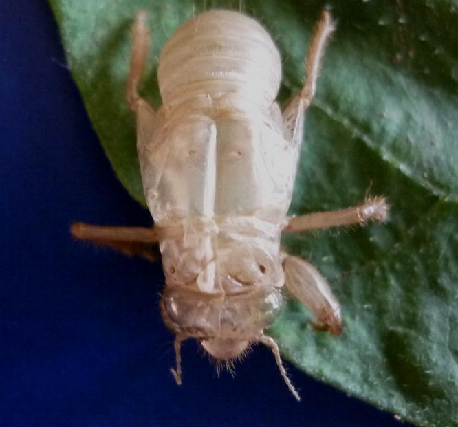 Exuvia di cicala nell''orto