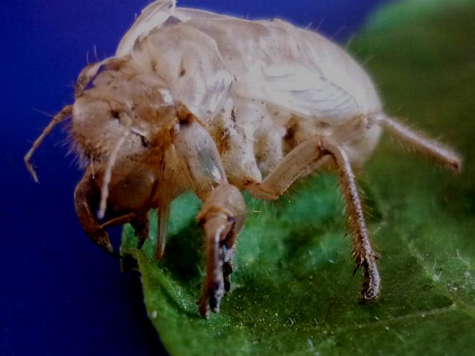 Exuvia di cicala nell''orto