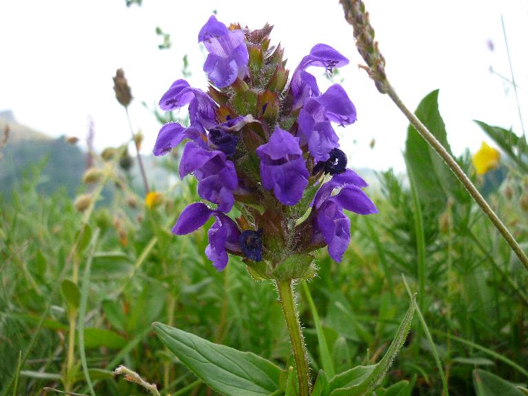 Prunella grandiflora / Prunella delle Alpi