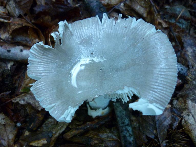 funghi di fine luglio...