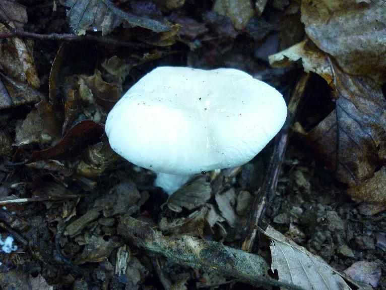 funghi di fine luglio...