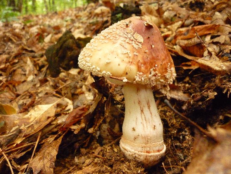 funghi di fine luglio...