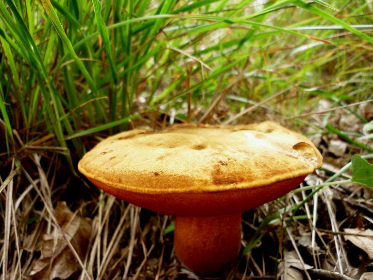 Boletus erythropus