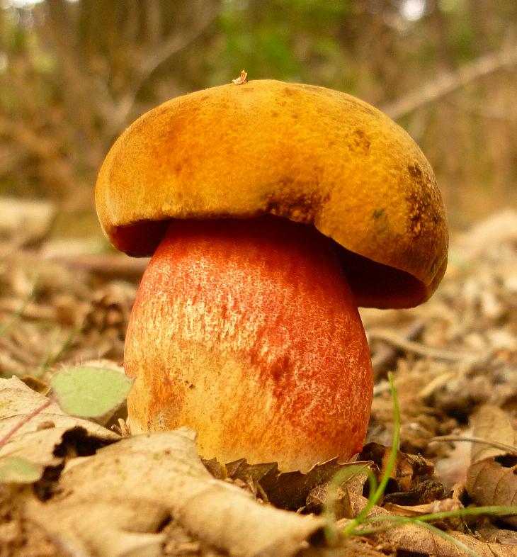 Boletus erythropus