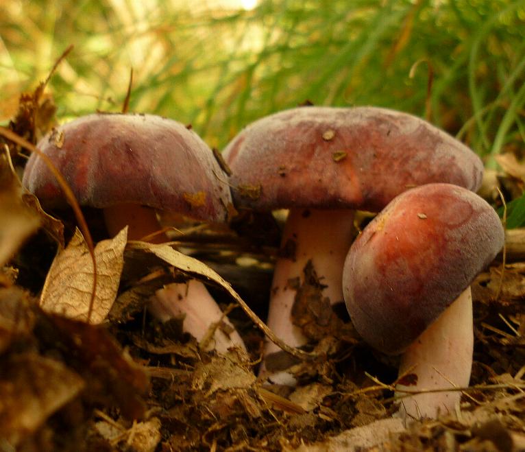 che russule potrebbero...