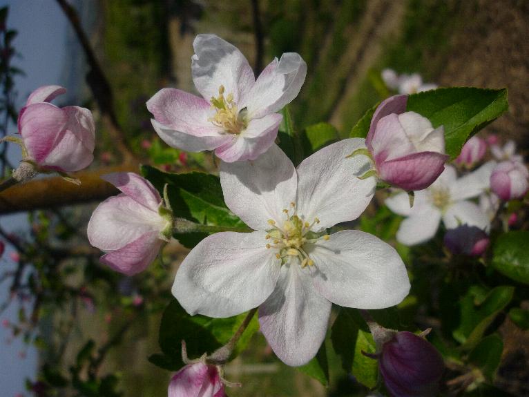 fioriture...di primavera