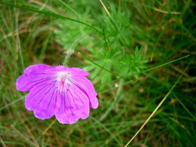 Geranium sanguineum