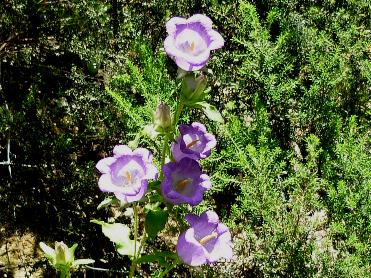 Campanula medium