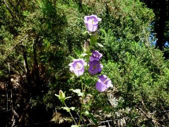 Campanula medium