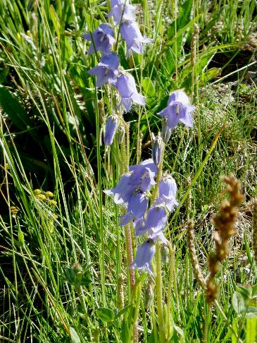 Campanula barbata