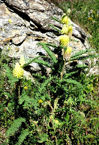 Astragalus alopecurus