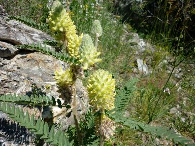 Astragalus alopecurus