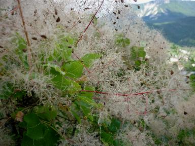 Cotinus coggygria