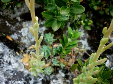 Sedum sediforme (= Sedum nicaeense)
