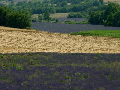 fioritura della lavanda