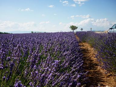 fioritura della lavanda