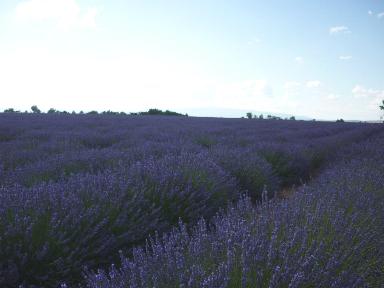fioritura della lavanda