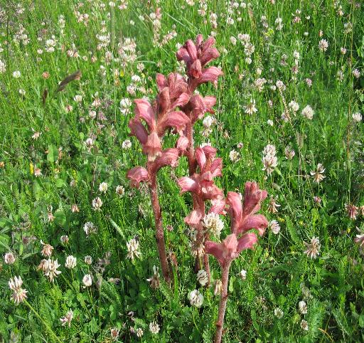 succiamele rossastro? - Orobanche sp.