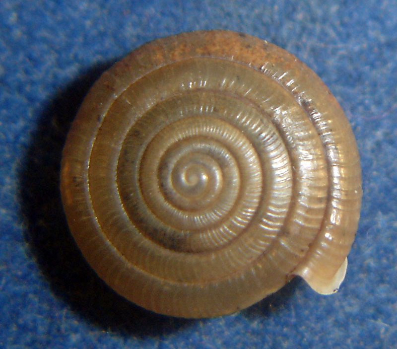 Suboestophora boscae - Spagna, Denia