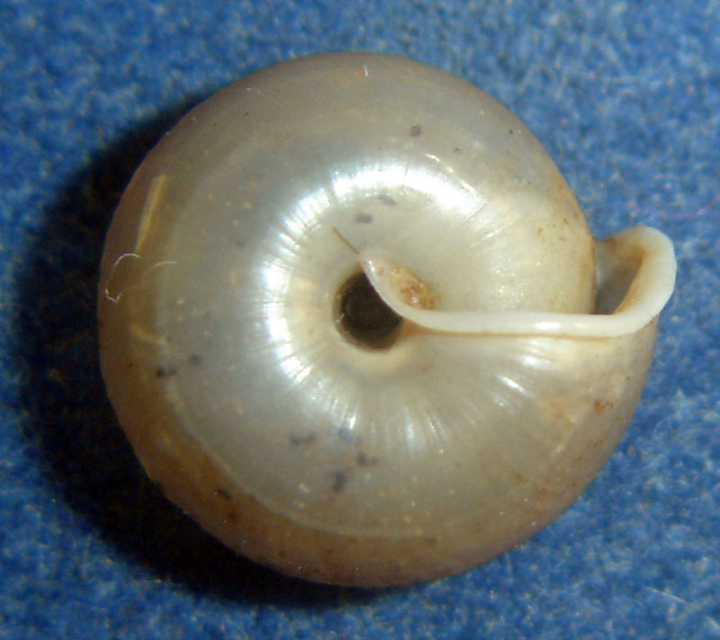 Suboestophora boscae - Spagna, Denia